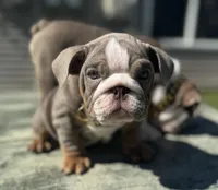 London, a female English Bulldog for sale in Maple Shade, NJ – Photo 2 of 5