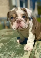 Diamond, a female English Bulldog for sale in Maple Shade, NJ – Photo 4 of 6