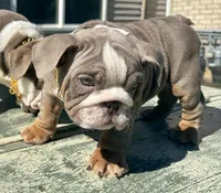 London, a female English Bulldog for sale in Maple Shade, NJ – Photo 3 of 5