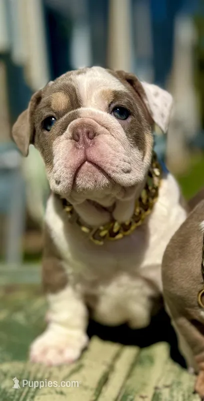 Diamond – English Bulldog puppy for sale in Maple Shade, NJ