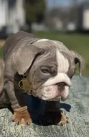 London, a female English Bulldog for sale in Maple Shade, NJ – Photo 4 of 5