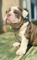 Diamond, a female English Bulldog for sale in Maple Shade, NJ – Photo 2 of 6