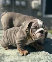 London, a female English Bulldog for sale in Maple Shade, NJ – Photo 5 of 5
