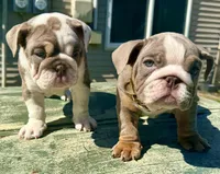 Diamond, a female English Bulldog for sale in Maple Shade, NJ – Photo 6 of 6