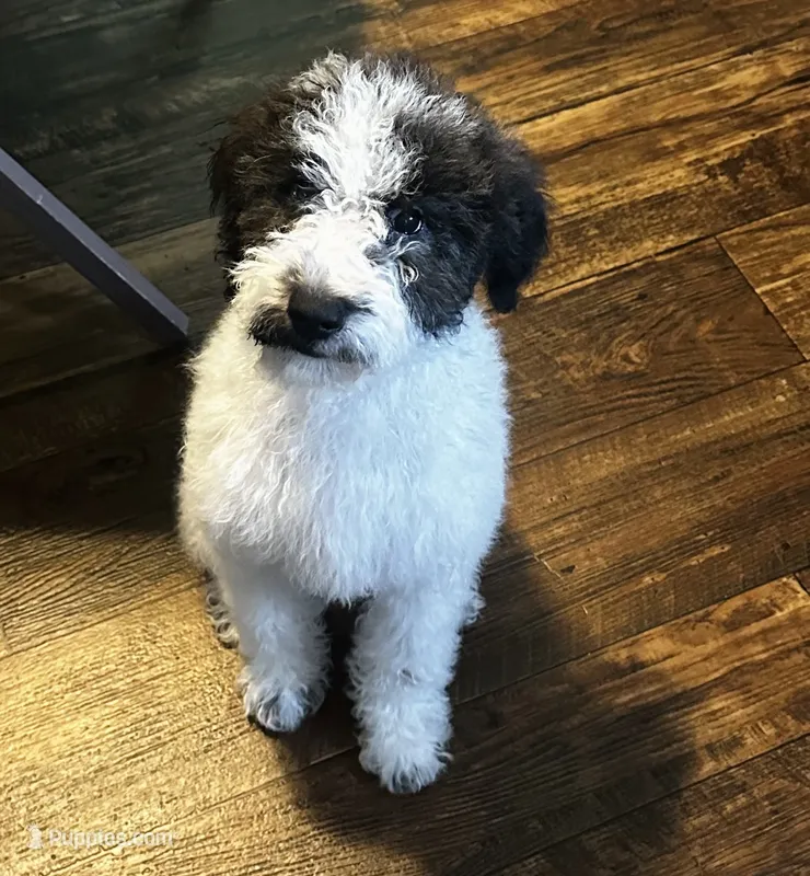 Llama – Miniature Goldendoodle puppy for sale in Austin, TX