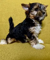Sweety, a male Biewer for sale in Antelope, CA – Photo 1 of 2