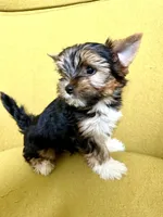 Sweety, a male Biewer for sale in Antelope, CA – Photo 2 of 2