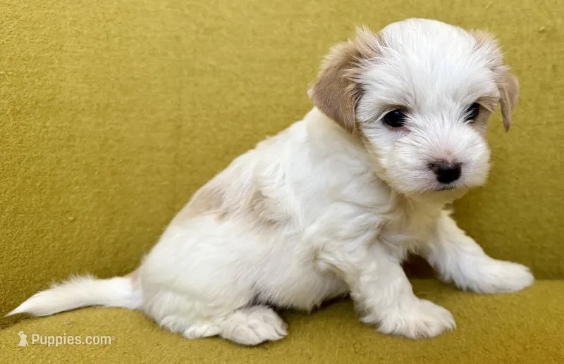 Snow  – Biewer puppy for sale in Antelope, CA