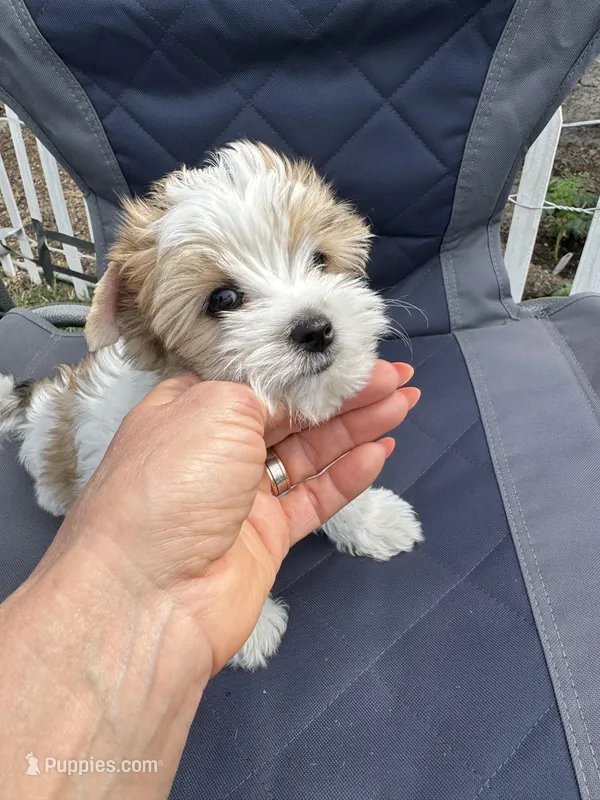 Lovely , a male Biewer for sale in Antelope, CA – Photo 1 of 3