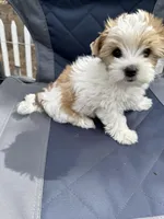 Lovely , a male Biewer for sale in Antelope, CA – Photo 2 of 3