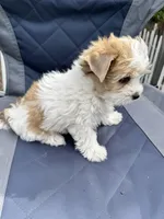 Lovely , a male Biewer for sale in Antelope, CA – Photo 3 of 3