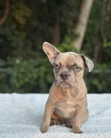 Nutella, a female French Bulldog for sale in Woburn, MA – 1 of 3