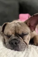 Nutella, a female French Bulldog for sale in Woburn, MA – 2 of 3