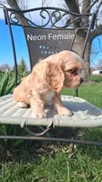 Neon Female , a female Cocker Spaniel for sale in Mount Pleasant, IA – Photo 3 of 3