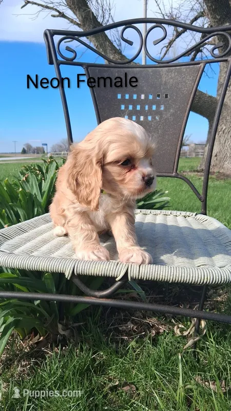 Neon Female  – Cocker Spaniel puppy on hold in Mount Pleasant, IA