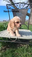 Neon Female , a female Cocker Spaniel for sale in Mount Pleasant, IA – Photo 1 of 3