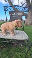 Neon Female , a female Cocker Spaniel for sale in Mount Pleasant, IA – Photo 2 of 3