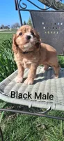 Black Male , a male Cocker Spaniel for sale in Mount Pleasant, IA – Photo 2 of 3
