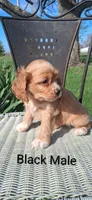 Black Male , a male Cocker Spaniel for sale in Mount Pleasant, IA – Photo 3 of 3