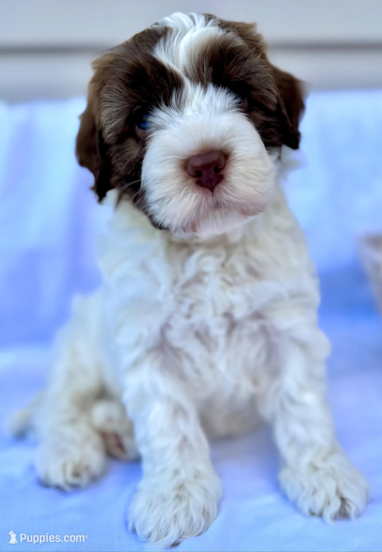 April – Australian Labradoodle puppy for sale in Stockbridge, GA