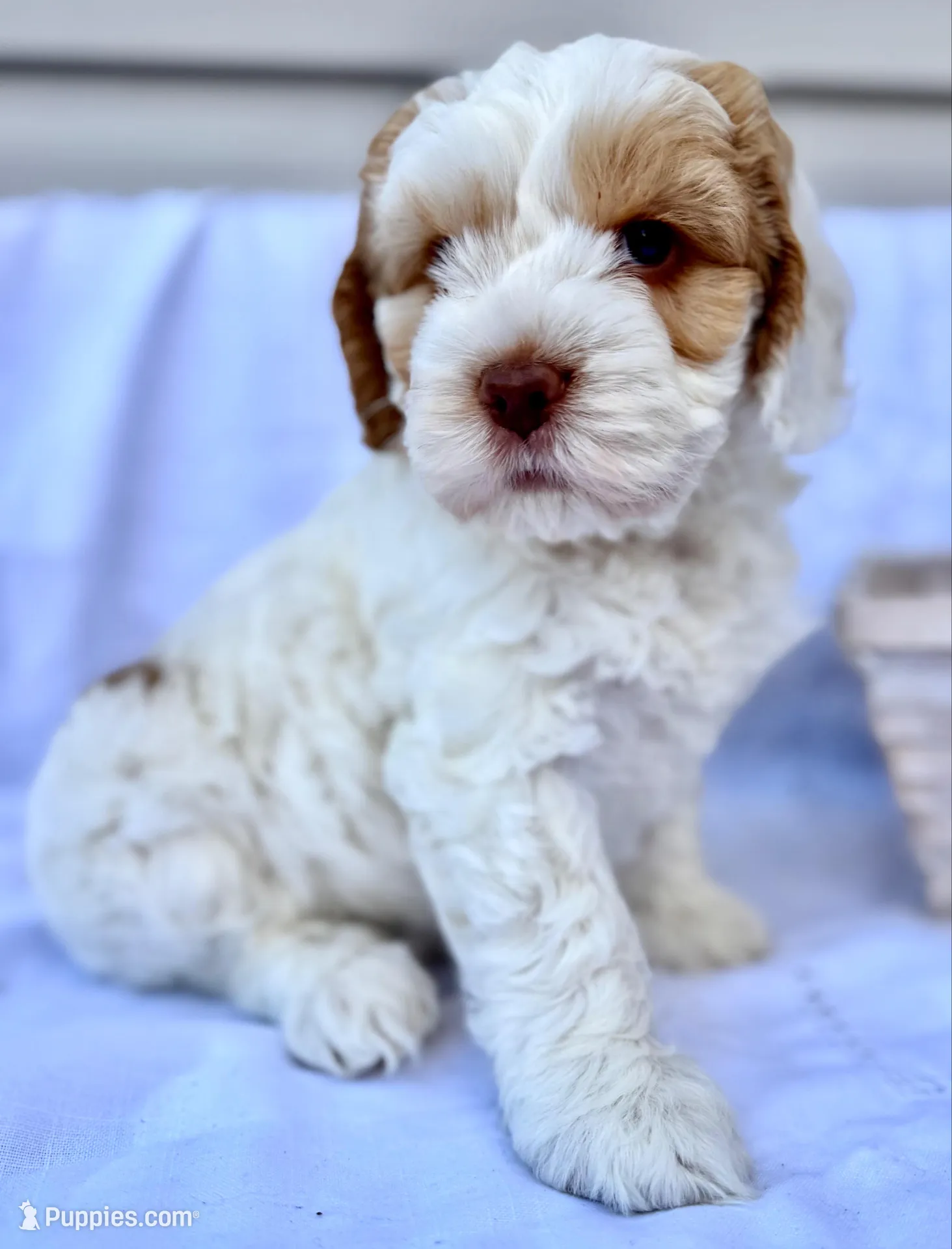 Ginger, a female Australian Labradoodle for sale in Stockbridge, GA – Photo 4 of 8