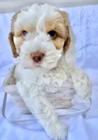 Ginger, a female Australian Labradoodle for sale in Stockbridge, GA – Photo 6 of 8