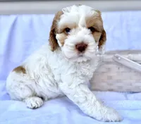 Ginger, a female Australian Labradoodle for sale in Stockbridge, GA – Photo 3 of 8