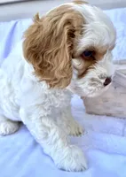 Ginger, a female Australian Labradoodle for sale in Stockbridge, GA – Photo 7 of 8