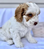 Ginger, a female Australian Labradoodle for sale in Stockbridge, GA – Photo 5 of 8