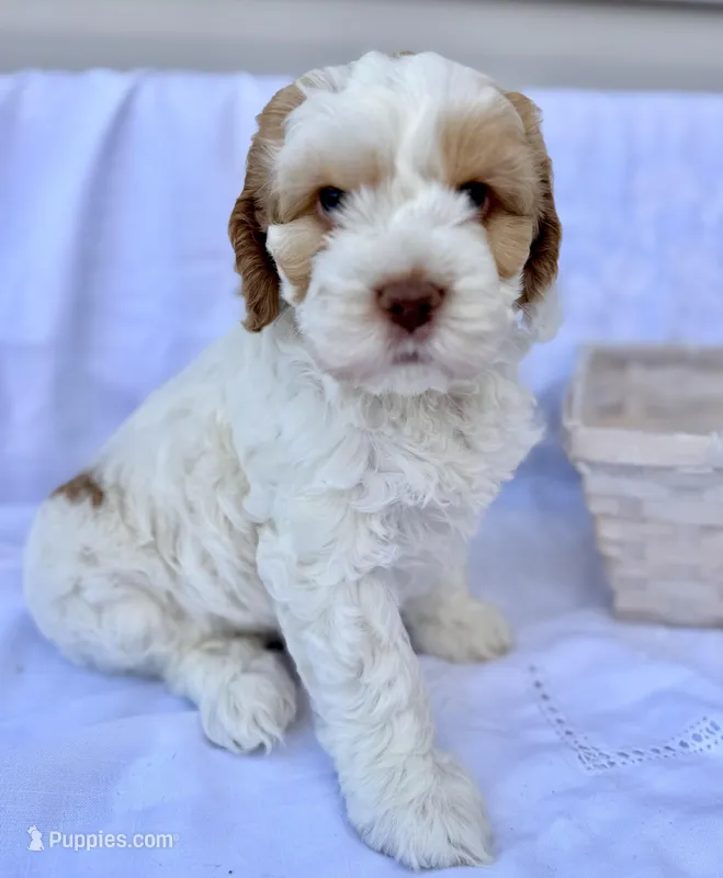Ginger – Australian Labradoodle puppy for sale in Stockbridge, GA