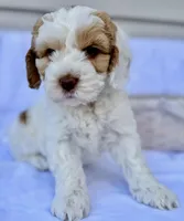 Ginger, a female Australian Labradoodle for sale in Stockbridge, GA – Photo 2 of 8
