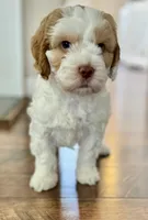 Ginger, a female Australian Labradoodle for sale in Stockbridge, GA – Photo 8 of 8