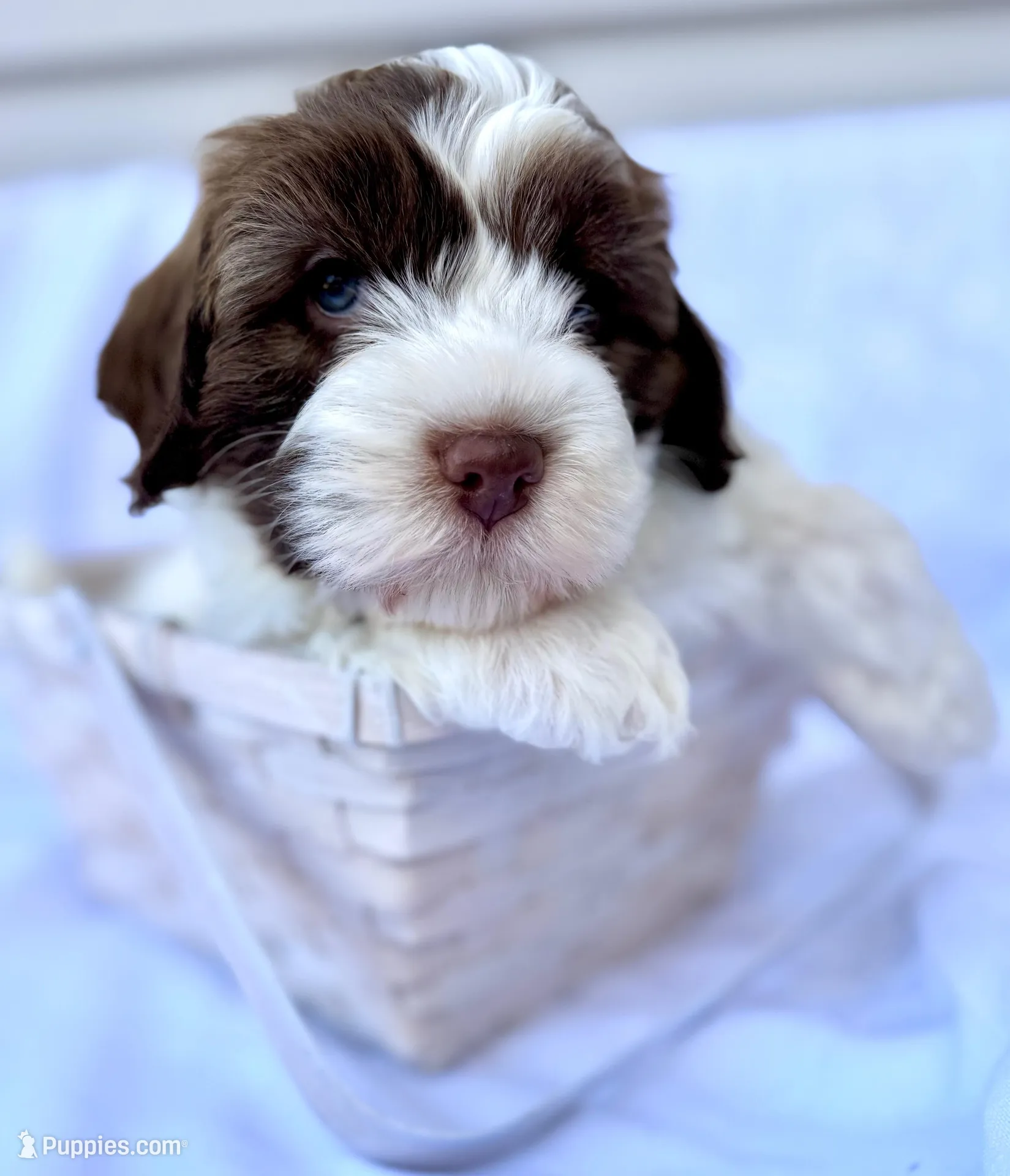 April, a female Australian Labradoodle for sale in Stockbridge, GA – Photo 4 of 7