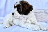 April, a female Australian Labradoodle for sale in Stockbridge, GA – Photo 5 of 7