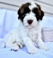 April, a female Australian Labradoodle for sale in Stockbridge, GA – Photo 2 of 7