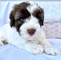 April, a female Australian Labradoodle for sale in Stockbridge, GA – Photo 6 of 7