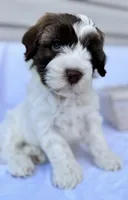 April, a female Australian Labradoodle for sale in Stockbridge, GA – Photo 3 of 7