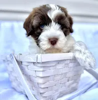 April, a female Australian Labradoodle for sale in Stockbridge, GA – Photo 7 of 7