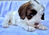 May, a female Australian Labradoodle for sale in Stockbridge, GA – Photo 2 of 7