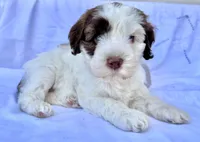 May, a female Australian Labradoodle for sale in Stockbridge, GA – Photo 4 of 7