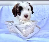 May, a female Australian Labradoodle for sale in Stockbridge, GA – Photo 6 of 7