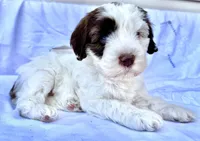 May, a female Australian Labradoodle for sale in Stockbridge, GA – Photo 5 of 7