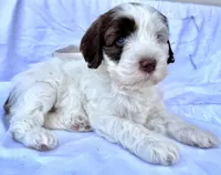 May, a female Australian Labradoodle for sale in Stockbridge, GA – Photo 7 of 7