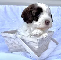 May, a female Australian Labradoodle for sale in Stockbridge, GA – Photo 3 of 7