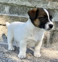 Zipper, a male Jack Russell Terrier for sale in Viola, AR – 5 of 8