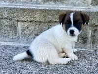 Zipper, a male Jack Russell Terrier for sale in Viola, AR – 4 of 8