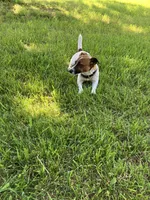 Jax , a male Jack Russell Terrier for sale in Viola, AR – 10 of 10