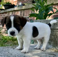 Jax , a male Jack Russell Terrier for sale in Viola, AR – 8 of 10