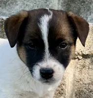 Jax , a male Jack Russell Terrier for sale in Viola, AR – 1 of 10