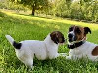 Zipper, a male Jack Russell Terrier for sale in Viola, AR – 8 of 8